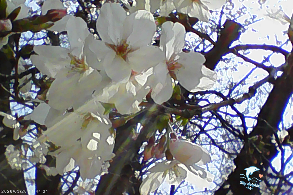 トイカメラ cherry blossom