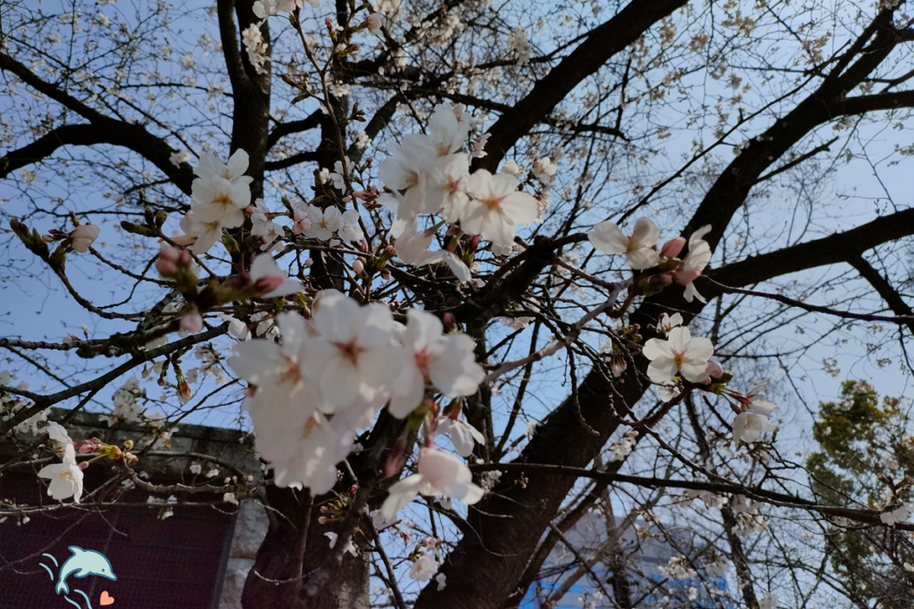 smartphone cherry blossom