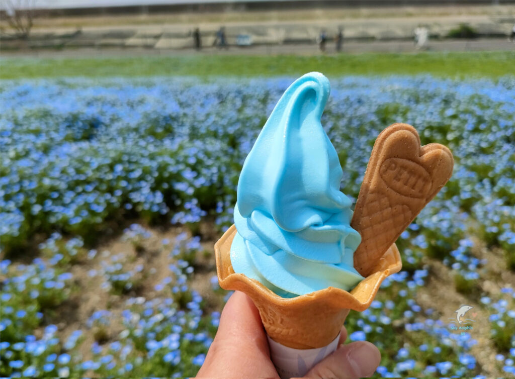 ブルーアイソフトクリーム　　　舞洲　ネモフィラ