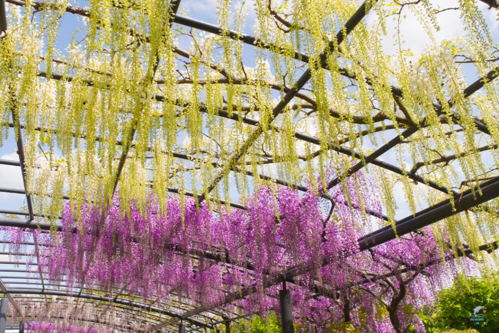 万博記念公園　藤まつり