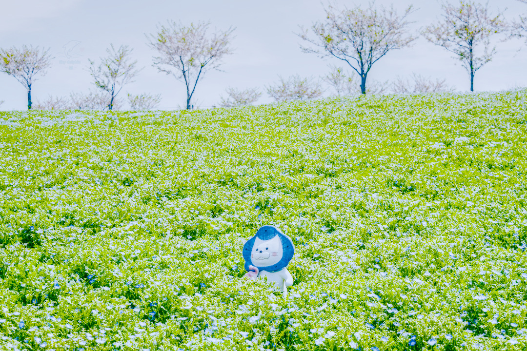 舞洲　ネモフィラ　祭り　開花状況