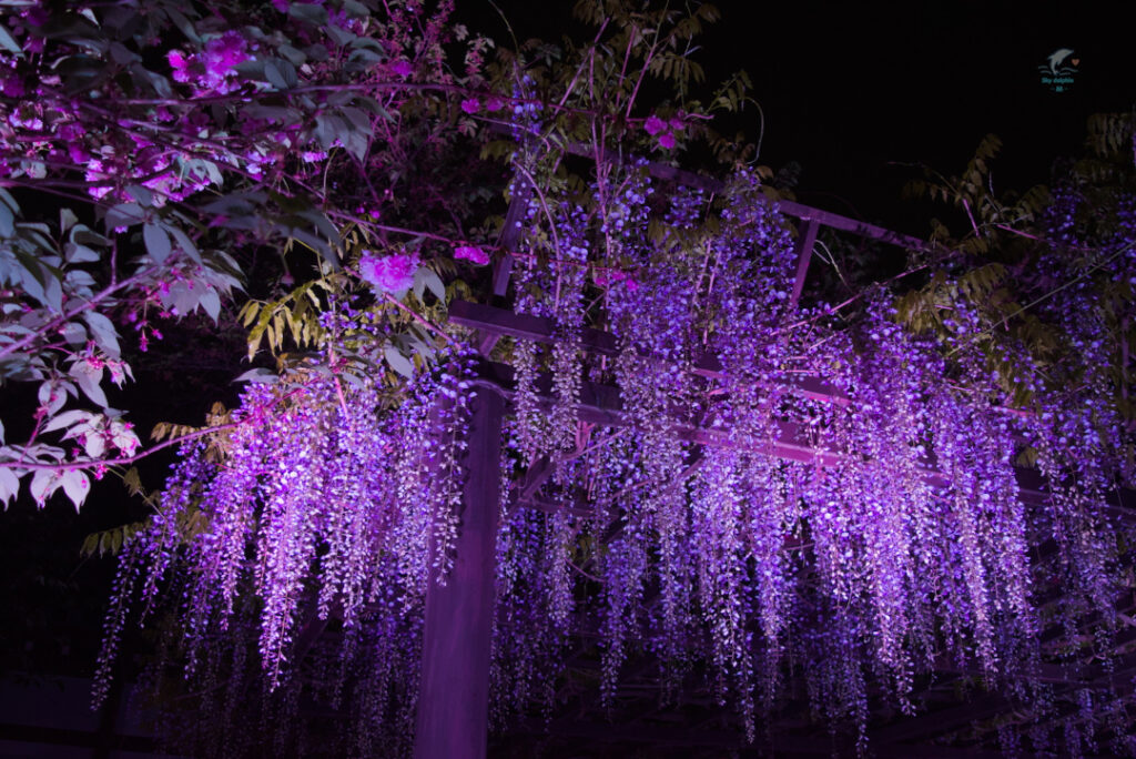 葛井寺 の 藤まつり 2026