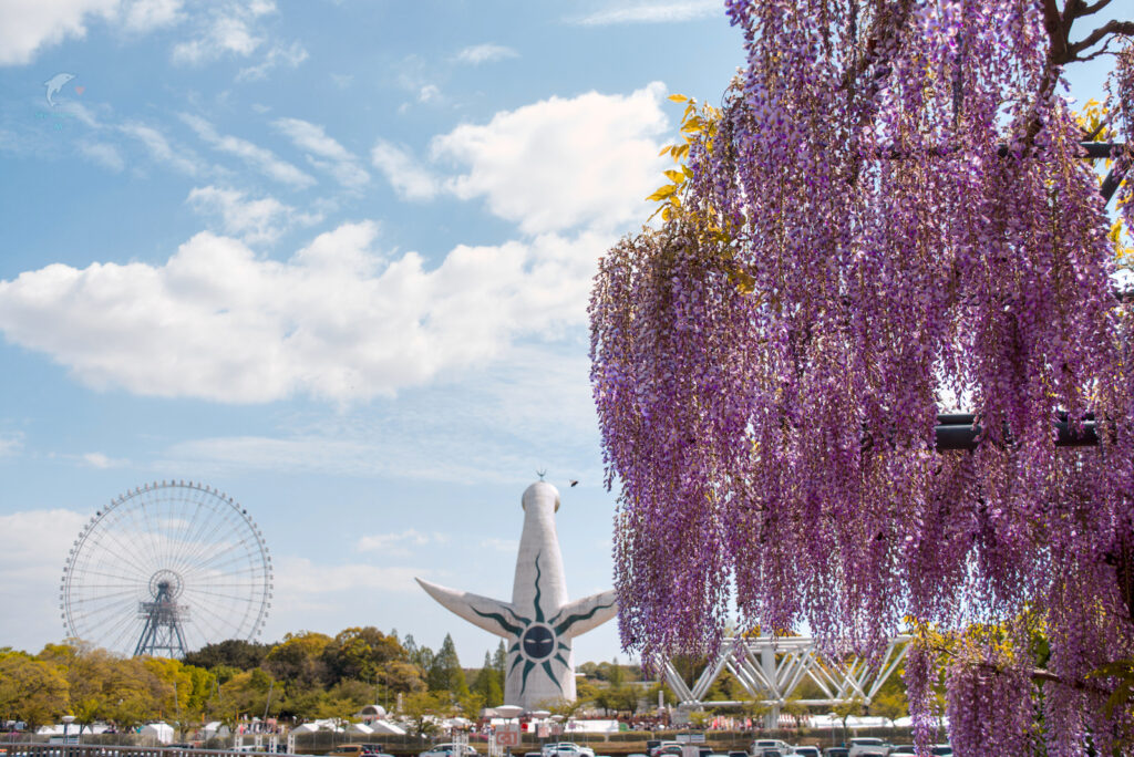 万博記念公園　藤まつり